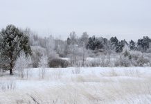 До -19°С похолодает в Рязанской области в ночь на субботу