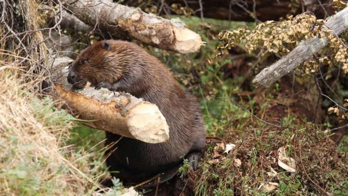 Плотина бобер