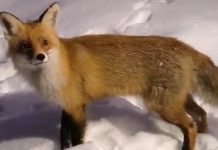 В ночь под старый Новый год пронский охотник спасал хромого лисенка