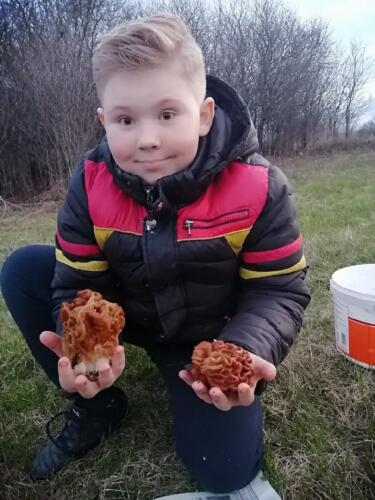 Сморчки